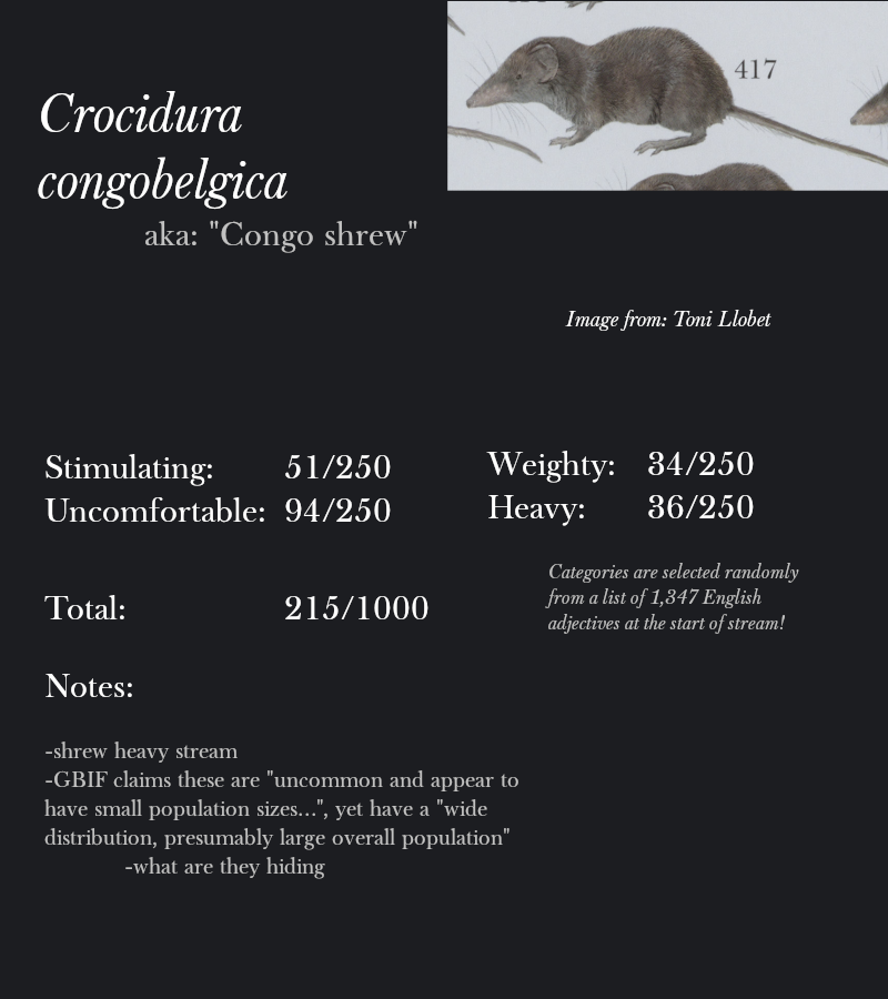 Crocidura congobelgica